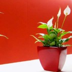 anteprima-stand-2007